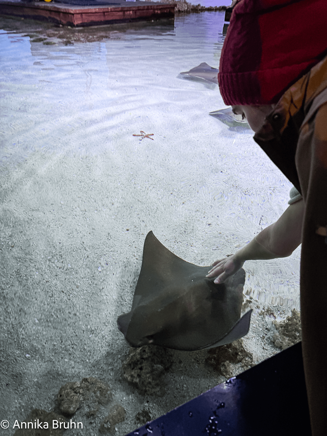 Einmal Rochen streicheln